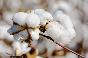 ice期货价格的形成机制是什么？ice期货价格对市场有何影响？
