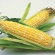 玉米是什么形状？玉米的种植特点有哪些？